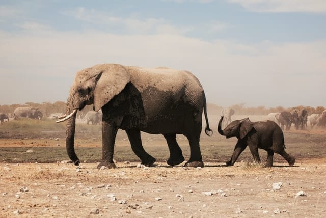 Elefant med baby djurliv