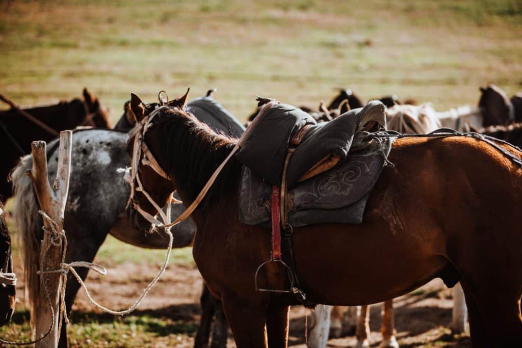 Paarden In Kyrgyzstan Zijn Een Goede Weg. Duurzaam reizen