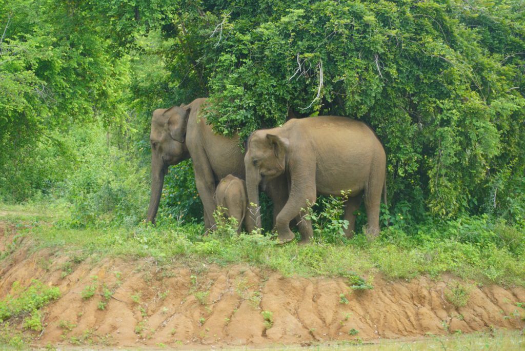 Bæredygtigt Sri Lanka