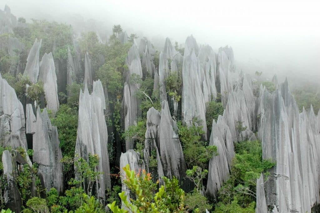 Malaysia Omkring 50 meter høj karst på den skovklædte Hucc88Geln i Gunung Api National Park Gunung Mulu Malaysia Rafal Gaweda Shutterstock 1200X800 1