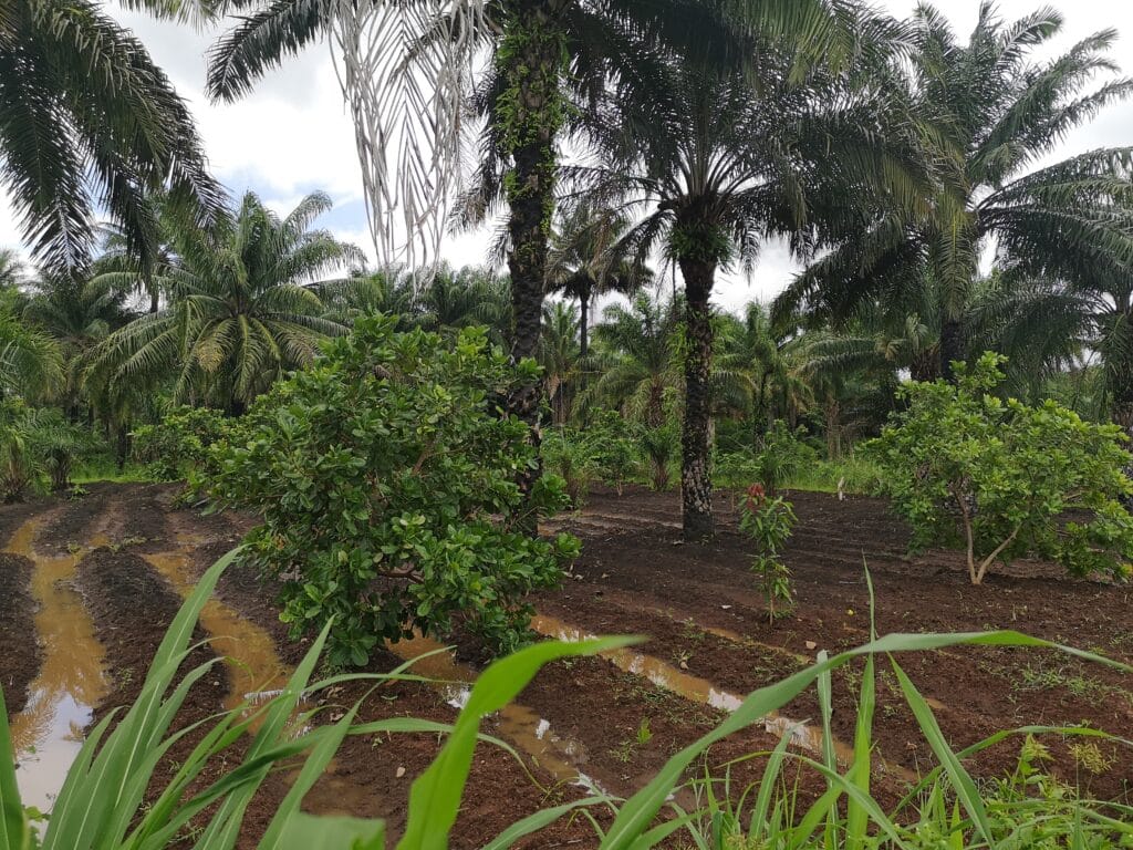 Klimaatnoten Voedselbos worden aangeplant