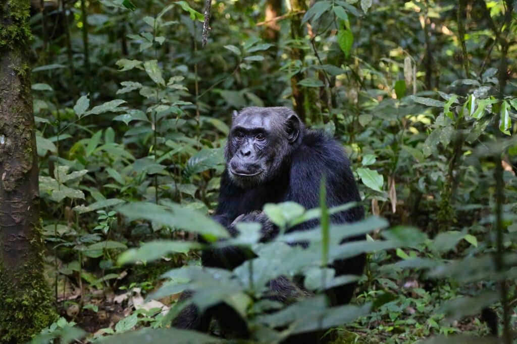Trekking con i gorilla in Uganda