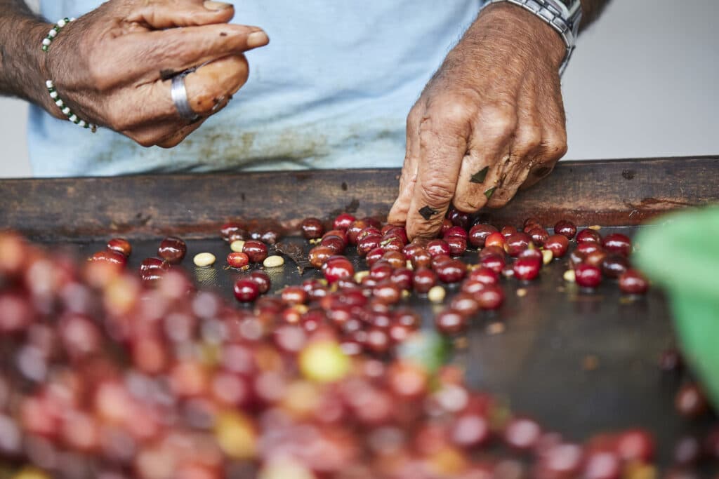Hænder, der sorterer friskhøstede kaffekirsebær