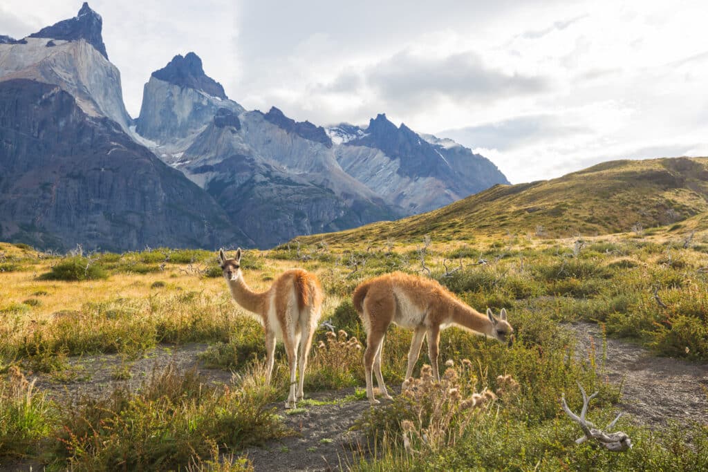Wild Guanacos On A Meadow In Front Of A Mountain