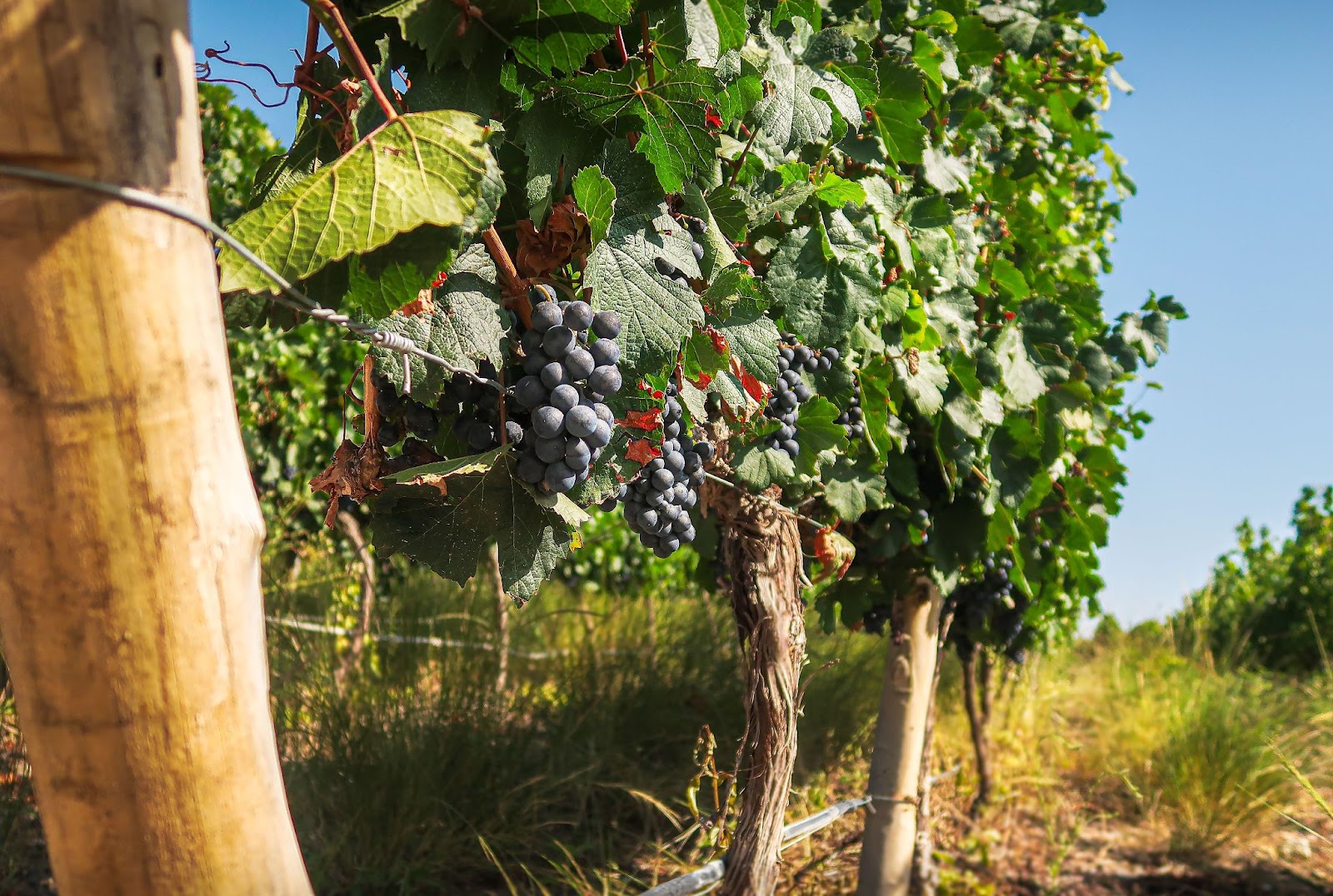 Argentijnse wijn: Wijnstokken