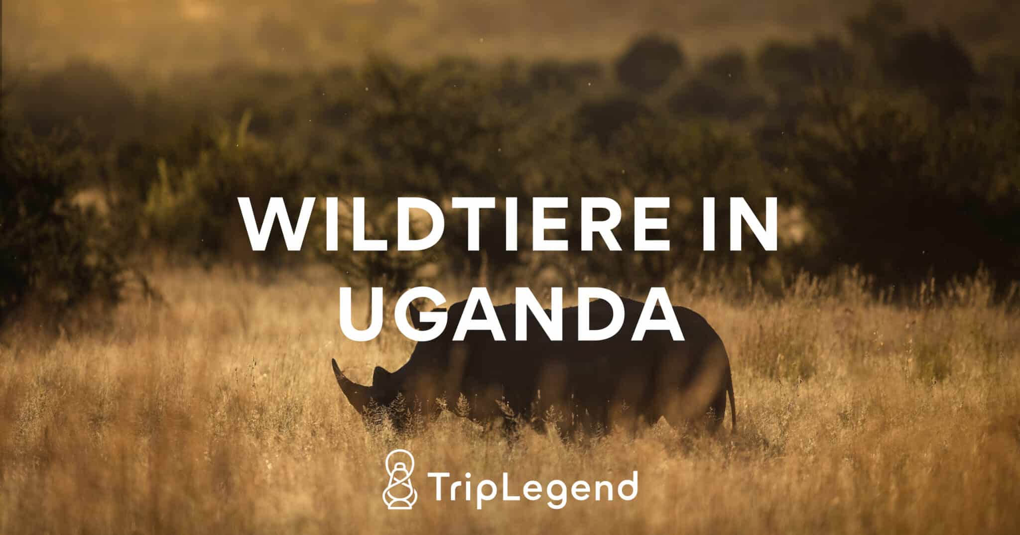 Ugandan villieläimiä käsittelevän artikkelin kuva.