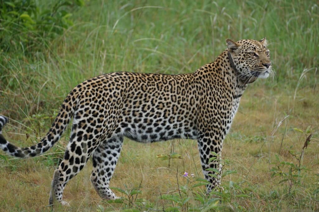 Ein majestätischer Anblick des Leoparden in Uganda